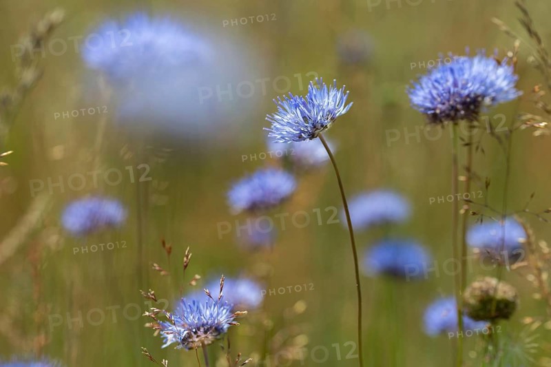 Mountain sandrapunzel, mountain clove, mountain sandbell, campanulaceae, bellflower plant, jasione montana, sand knobs, sheep scabiosis, blue bonnets, blue buttons, blue daisy, flora, iron flower, plants, sheep's-bit