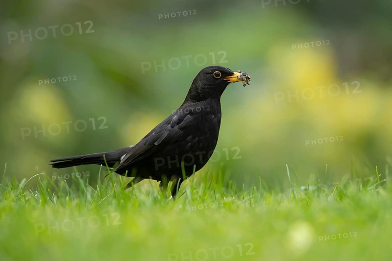 Eurasian blackbird (Turdus merula) adult male garden bird collecting grubs for food from a grass lawn, England, United Kingdom