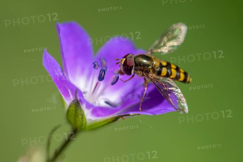 Wood cranesbill (Geranium sylvaticum) with a hoverfly, Heiligenblut, Carinthia, Austria