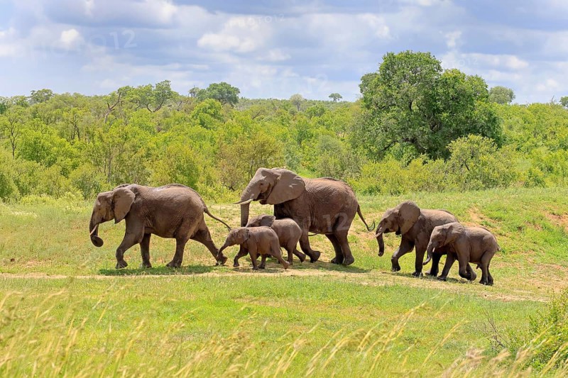 African elephant (Loxodonta africana), adult, calves, herd, walking, foraging, Kruger National Park, Kruger National Park, South Africa