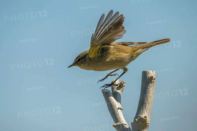 Chiffchaff, phylloscopus collybita, zilpzalp, birds, flying, flight, passeri, songbirds, birds