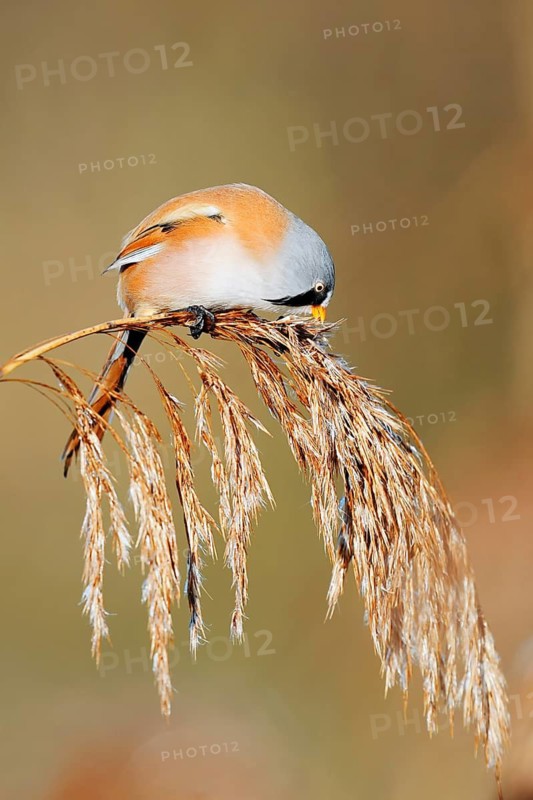 Bearded Tit (Panurus biarmicus), male eating the seeds from a fruiting reed (Phragmites australis), North Rhine-Westphalia, Germany