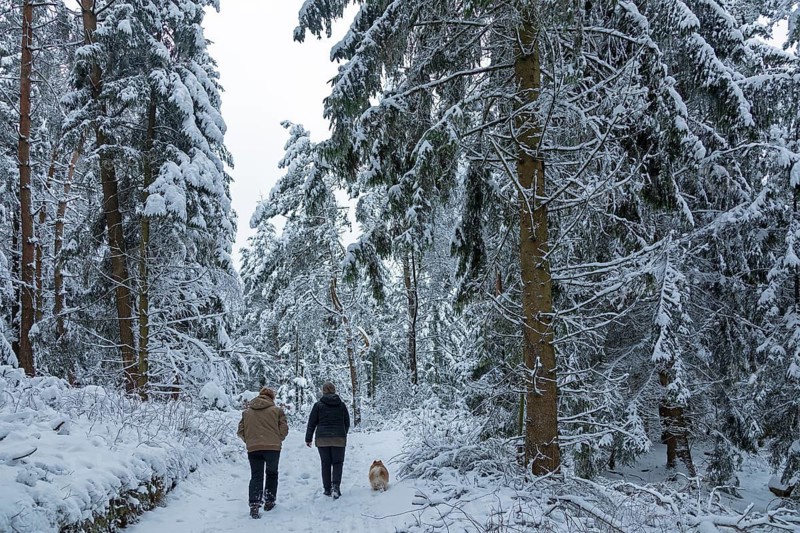 Two woman taking a walk with a dog through a snowy forest, winter, snow, Sieversen, Samtgemeinde Rosengarten, Lower Saxony, Germany