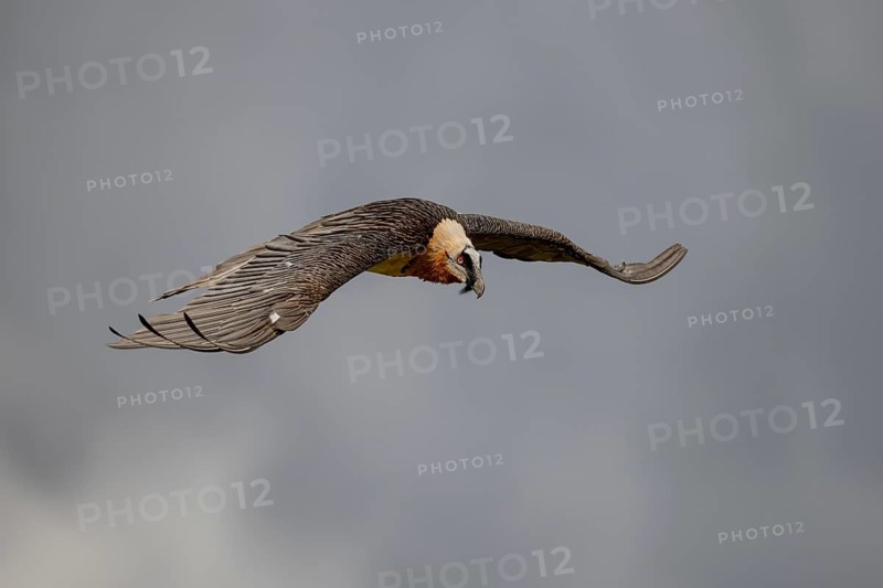 Bearded vulture (Gypeatus barbatus), in flight, Pyrenees, Spain