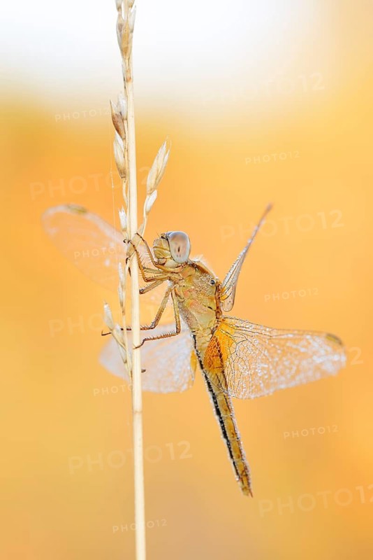 Scarlet Dragonfly (Crocothemis erythraea), female, North Rhine-Westphalia, Germany