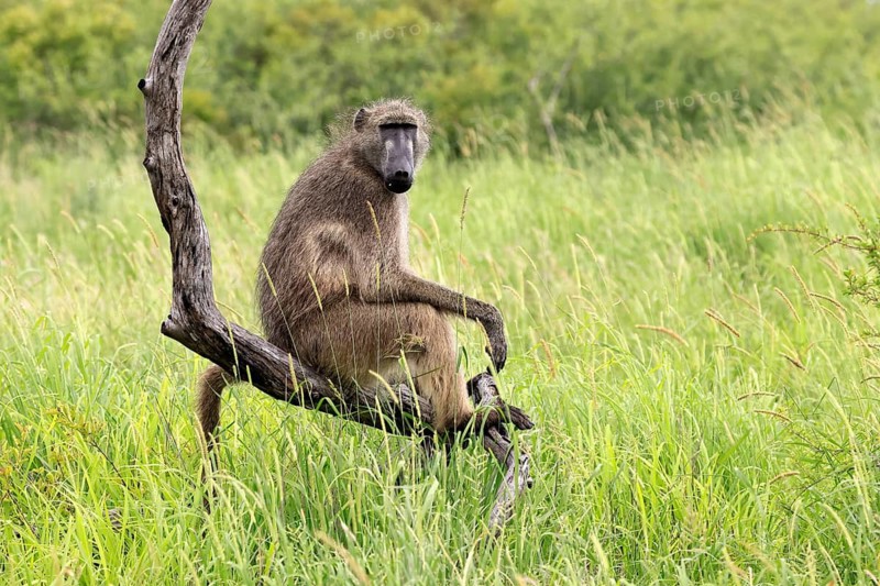 Bear baboon (Papio ursinus), Chakma baboon, adult, sitting, relaxed, tree trunk, observing, Kruger National Park, Kruger National Park, South Africa