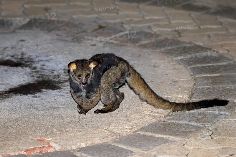 Big-eared giant galago (Otolemur crassicaudatus), adult, on the ground, in the evening, nocturnal, foraging, alert, Kruger National Park, Limpopo Province, South Africa