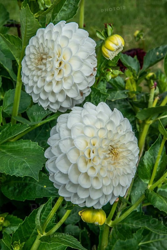 Flowering Dahlias (Dahlia), variety Boom Boom White in the Dahlia Farm in Löderup, Ystad municipality, Skåne County, Sweden, Scandinavia