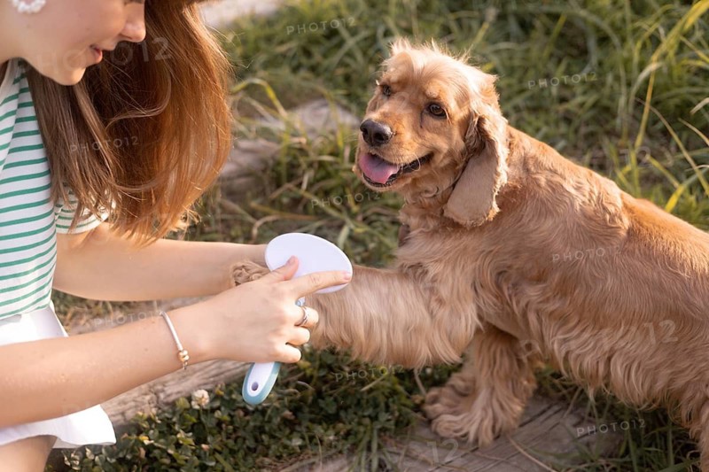 A woman grooms a cocker spaniel, lifting its paw while brushing the fur outside