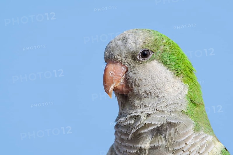 Monk Parakeet (Myiopsitta monachus), portrait, Fuerteventura, Canary Islands, Spain