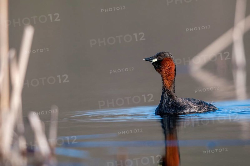 Littele grebe, tachybaptus ruficollis, little grebe, courtship behavior, birds, call, courtship display, dabchick, grebe, podicipedidae, call, diver, birds, waterbirds, waterbirds