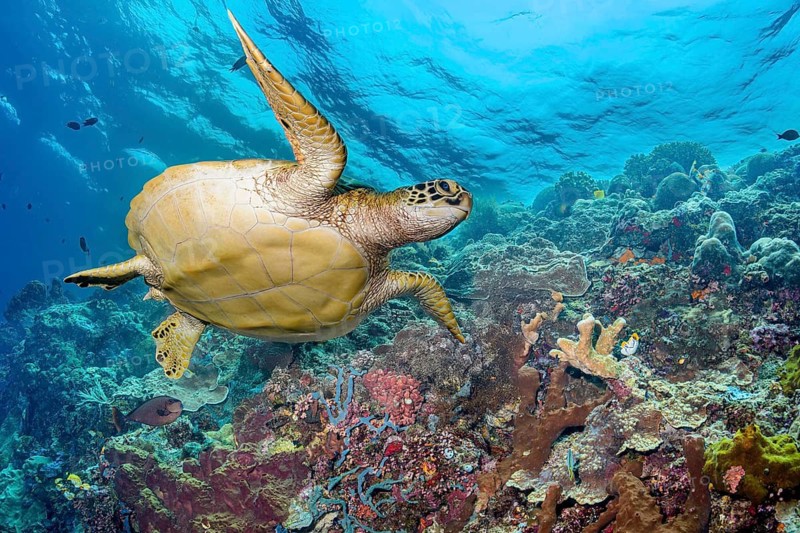 Green sea turtle, (Chelonia mydas), Bunaken Marine Park, North Sulawesi, Indonesia, Pacific