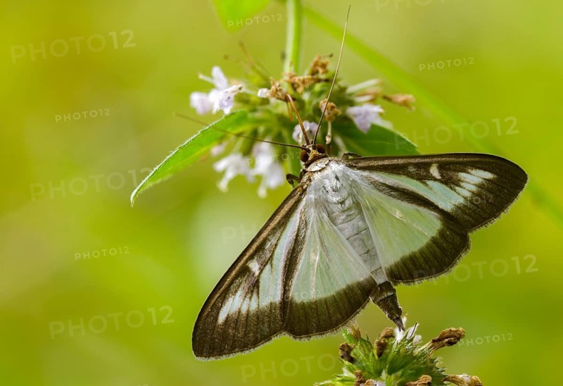 Box tree moth, boxwood moth, boxwood moth, cydalima perspectalis, moth, insects, moths, butterflies