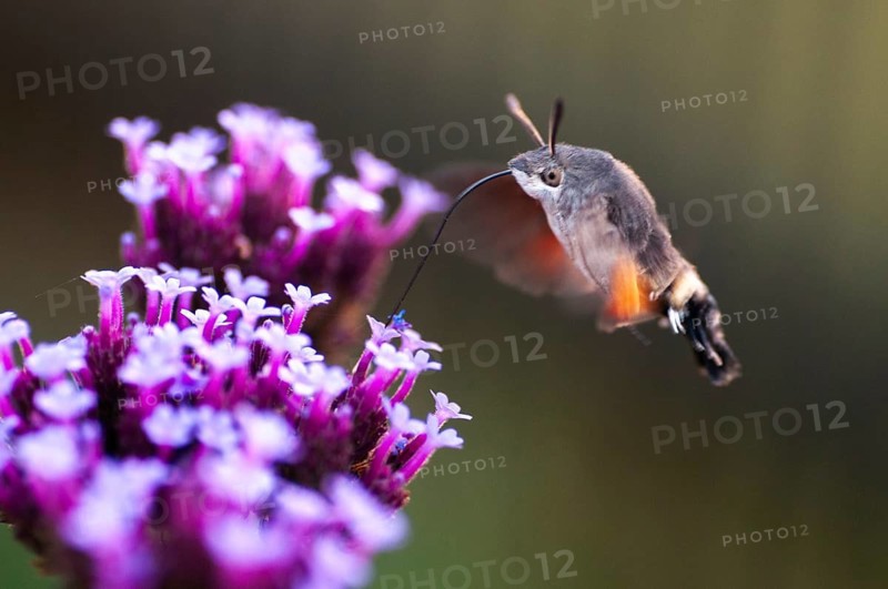 Hummingbird hawk-moth, carp tail, hummingbird swarmer, macroglossum stellatarum, dove tail, butterfly, flying, flight, insects, moths, moths, moths, butterfly
