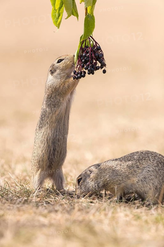 One European ground squirrel (Spermophilus citellus) or European souslik standing erected in dry grass and trying to catch some berries of European dwarf elder (Sambucus ebulus)