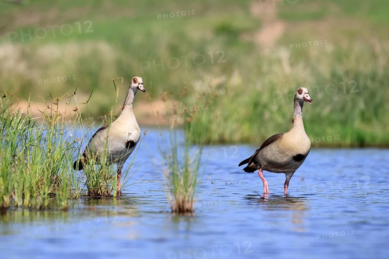 Nile gans (Alopochen aegyptiaca), adult, pair, standing in the water, Kruger National Park, South Africa