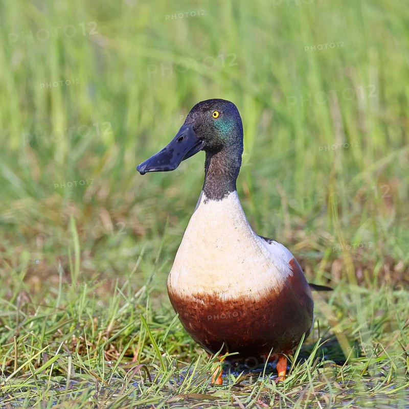Shoveler (Spatula clypeata) in a wet meadow, spring, wildlife, bird, dabbling duck, Hüde, Ochsenmoor, Lake Dümmer, Hüde, Lower Saxony, Germany