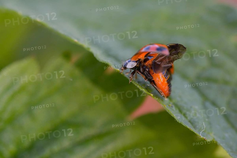 Asian ladybeetle, Asian ladybug, coccinellidae, coccinellinae, harlequin ladybug, harmonia axyridis, ladybird, departure, beetle, coleoptera, departure, harlequin, insects, beetles, multicolored Asian