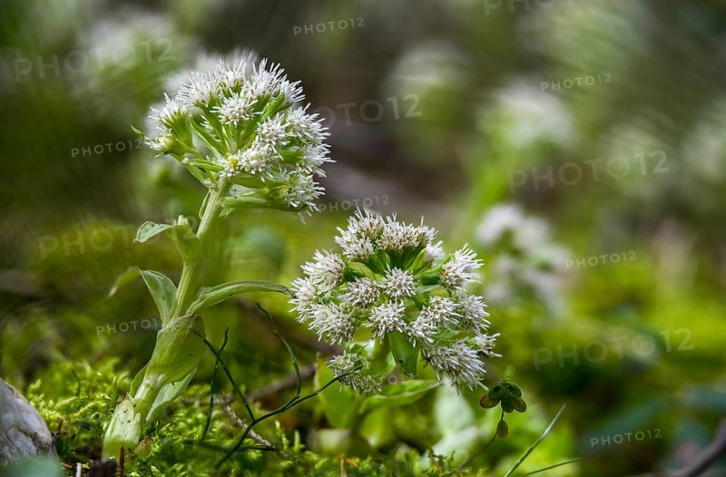 Asteraceae, daisy, butterbur, petasites albus, white butterbur, flora, plants, plants