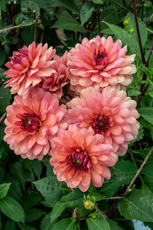 Flowering Dahlias (Dahlia), variety Château de la Bourdaisière in the Dahlia Farm in Löderup, Ystad municipality, Skåne County, Sweden, Scandinavia