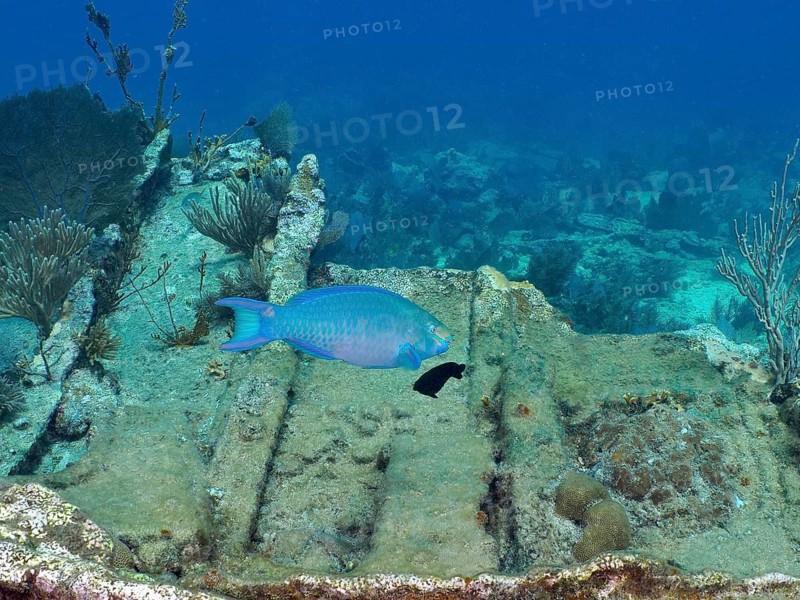 A blue parrotfish (Scarus coeruleus) swims above a shipwreck on the seabed at the Hannah M. Bell wreck dive site, John Pennekamp Coral Reef State Park, Key Largo, Florida Keys, Florida, USA