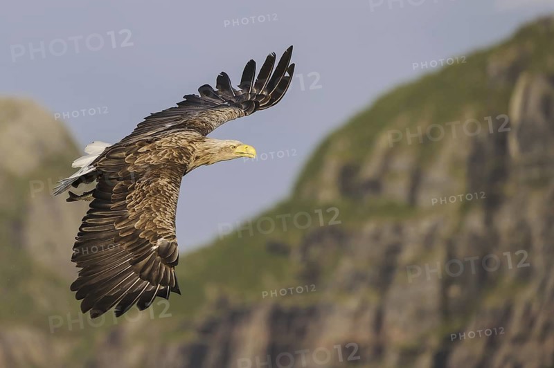 White-tailed Eagle (Haliaeetus albicilla) flying, Nord-Trondelag, Norway