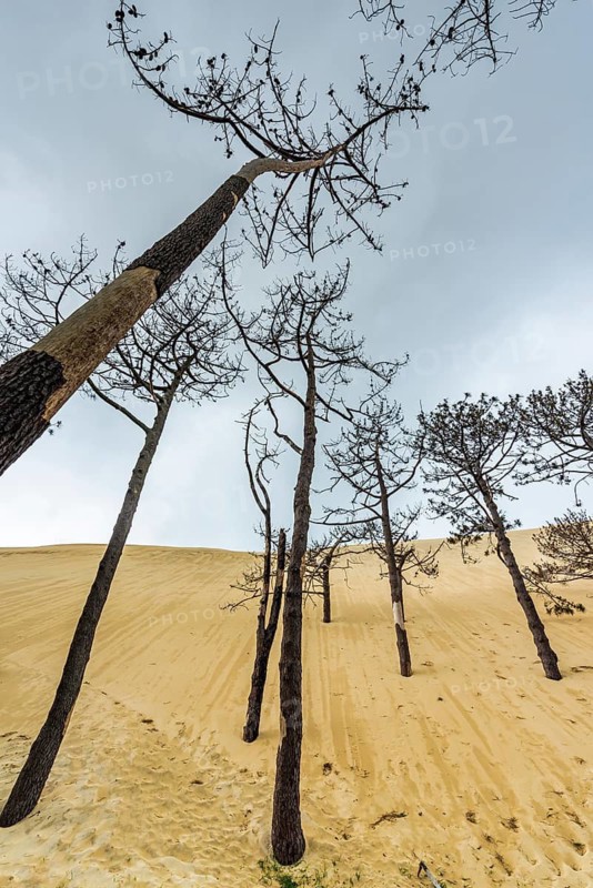 Dead trees in front of the Dune du Pilat near Arcachon on the Atlantic, France