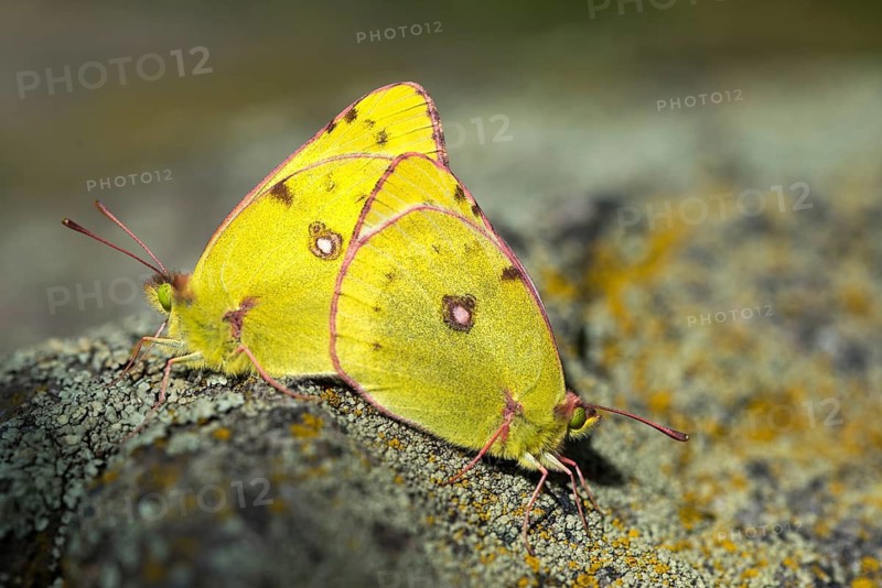 Mount Rana, Bohemian Highlands, Colias Hyale, Czech Republic, yellow haybutterfly, golden eight, pale clouded yellow, Czech Republic, white clover yellow, butterfly, couple, insects, copula, mating, couple, mating, mating, mating, butterfly