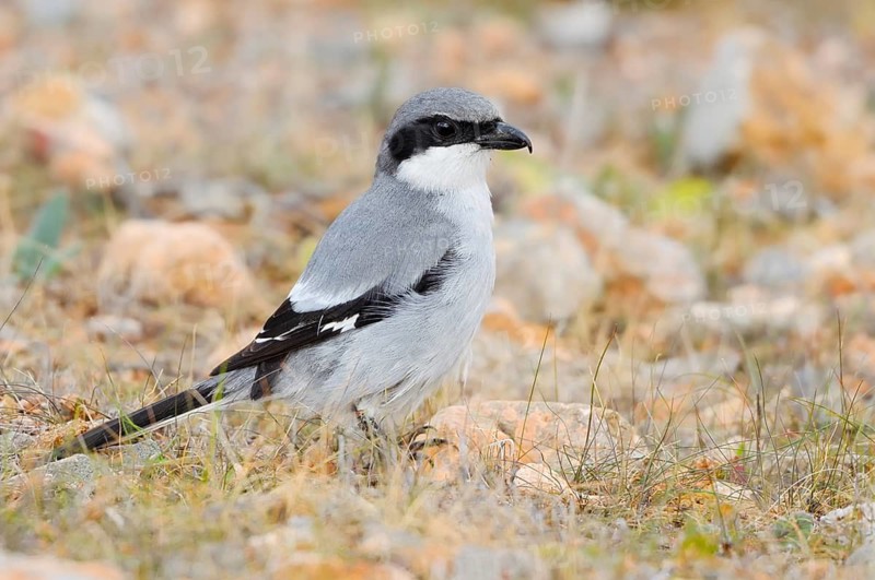Great Grey Shrike (Lanius excubitor koenigi), Fuerteventura, Canary Islands, Spain