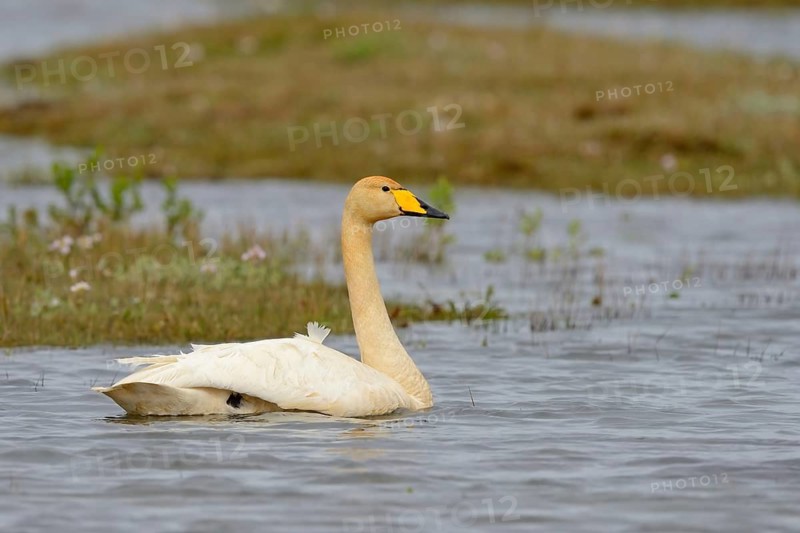 A whooper swan (Cygnus cygnus) swimming in its breeding grounds. Iceland