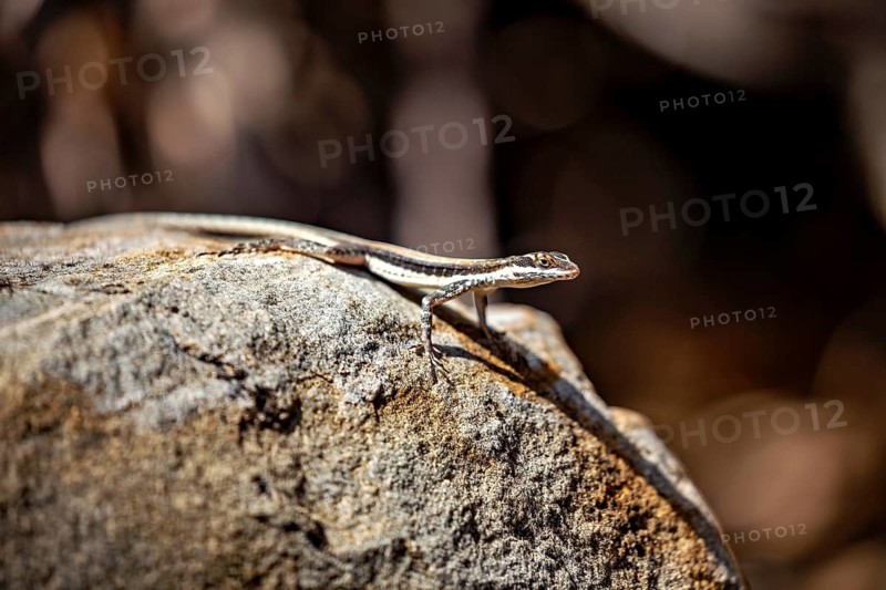A lizard basking on a textured rock, with a bokeh-style background, a small skink in the Caatinga in Brazil (Cryptoblepharus)