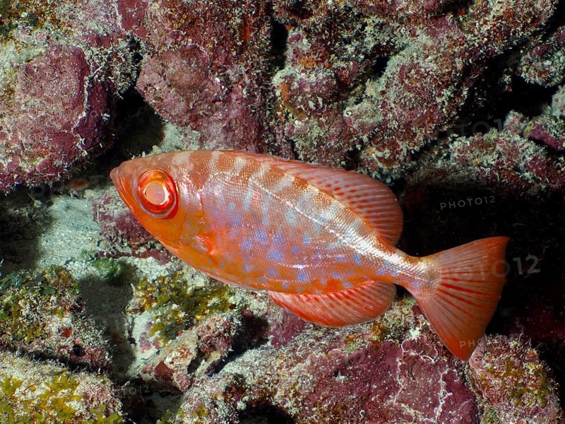 A fish with red colouring and markings, the Atlantic big-eyed grouper (Priacanthus arenatus), also known as the glass-eyed grouper, swims along a rocky coral wall at the John Pennekamp Coral Reef State Park dive site, Key Largo, Florida Keys, Florida, USA