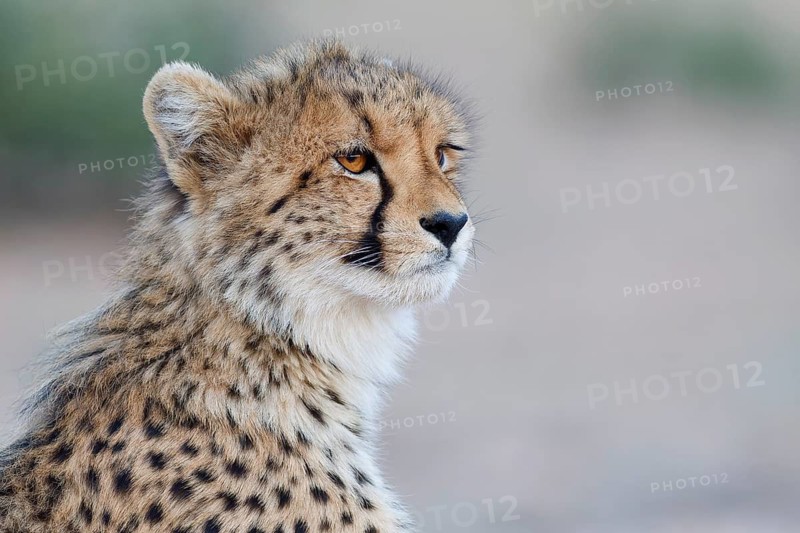 Cheetah (Acinonyx jubatus), young, sitting and looking around, alert, evening light, animal portrait, Kgalagadi Transfrontier Park, Northern Cape, South Africa