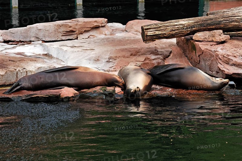 Sleeping sea lions, Zalophus californianus, at the edge of the pool, Tierpark Nürnberg, Am Tiergarten 30, Nuremberg, Middle Franconia, Bavaria, Germany