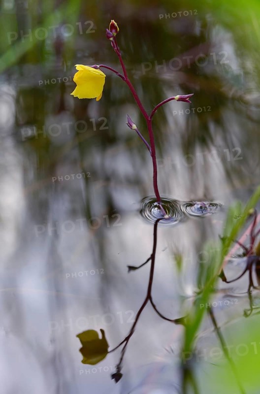 Fatweed plants, lentibulariaceae, southern water hose, utricularia australis, misunderstood water hose, flora, high size, vertical format, plants, water hose