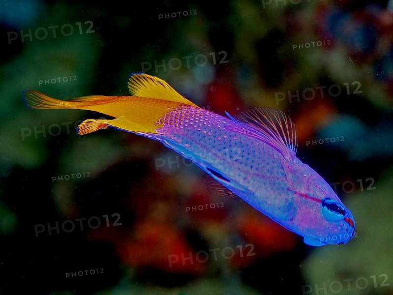 Purple and yellow king fairy basslet (Gramma loreto), fairy basslet, photographed in a coral reef, Coral Garden dive site, Puerto Viejo de Talamanca, Limón, Costa Rica, Caribbean, Atlantic Ocean, Central America