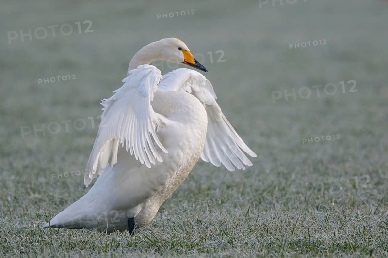 Whooper Swan (Cygnus cygnus) flapping wings, North Rhine-Westphalia, Germany