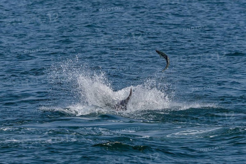 An Atlantic salmon (Salmo salar) attempts to escape a bottlenose dolphin (Tursiops truncatus) by leaping out of the water, dolphin, toothed whales, hunting, prey, successful hunt, fleeing, chasing, action, dynamism, leap, June, North Sea, Denmark