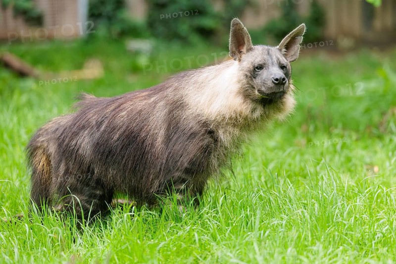 A Brown Hyena (Hyaena brunnea) stands on a green meadow on an overcast day. Angola, Zimbabwe, Namibia, Botswana, South Africa. Captive