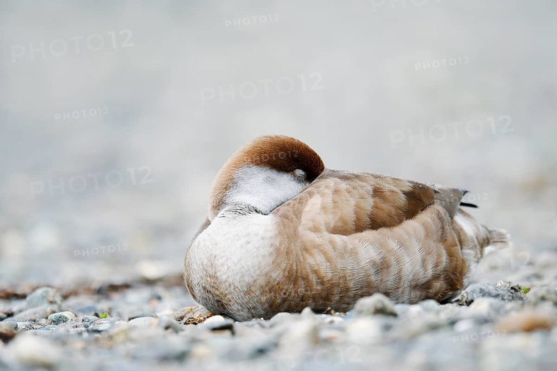 Red-crested Pochard (Netta rufina), female resting on the shore, Lake Constance, Baden-Württemberg, Germany