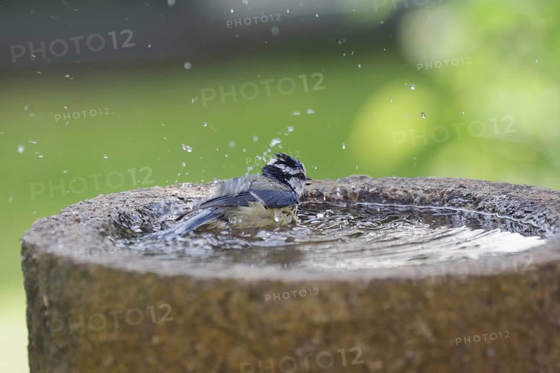 Blue Tit (Cyanistes caeruleus), bird bath, bathing, water droplets