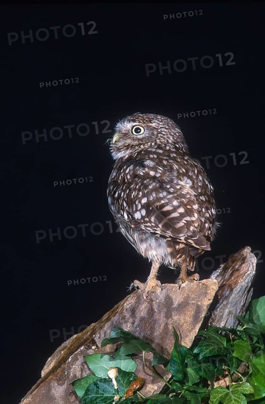 Athena Noctua, Little Owl, Little Owl, Birds, Owls, High Size, Portrait, Owls, Strigiformes, Birds