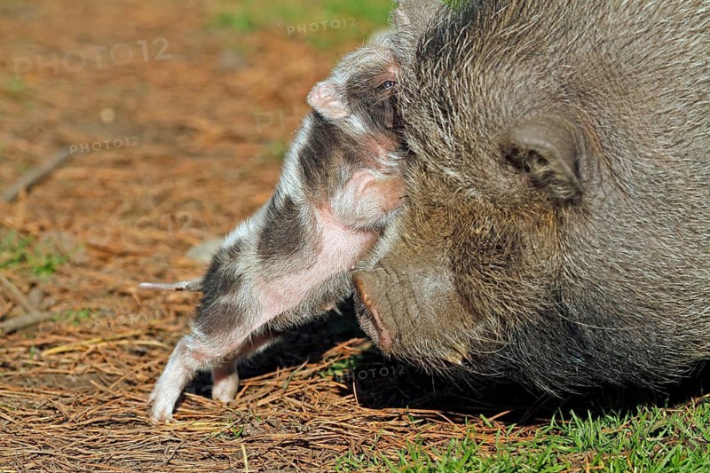 Pot-bellied pig (Sus scrofa domestica), Vietnamese pot-bellied pig, young pig, Haltern, North Rhine-Westphalia, Germany