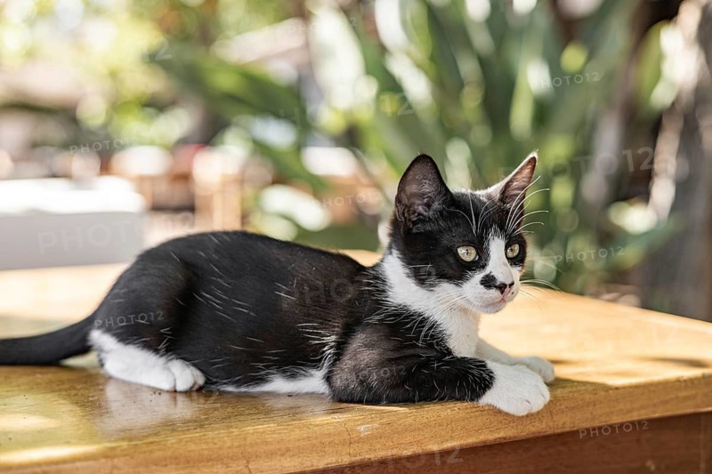 A small black and white kitten rests on a wooden table in a garden setting. The background features green plants and a blurred outdoor environment