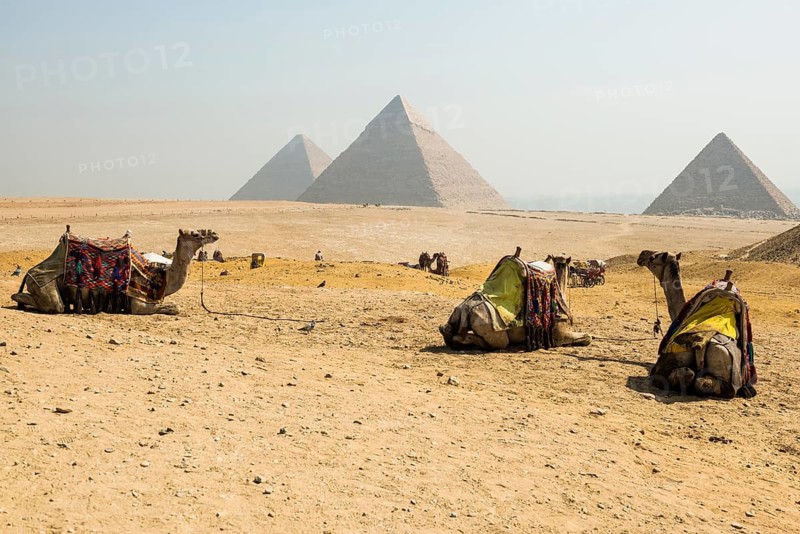 Camels and pyramids, Giza pyramids, UNESCO World Heritage Site, Giza, Cairo, Egypt