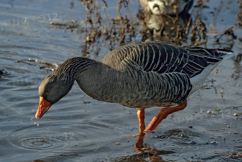 Anser Anser, Greylag or Graylag Goose, Grelag Goose, Anatidae, Birds, Duckbirds, Goose, Geese, Leo, Birds, Waterbirds