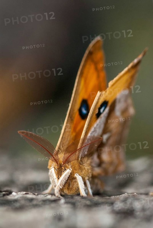Aglia dew, nail spot, butterfly, high size, portrait format, insects, leo, moths, moths, butterfly, dew emperor