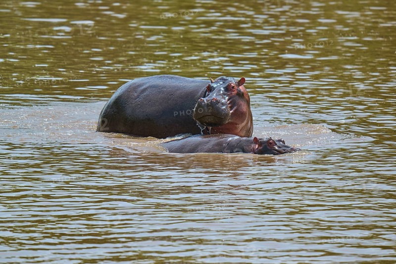 An adult hippopotamus swims protectively with its calf in a river, hippopotamus (Hippopotamus amphibius), Masai Mara National Reserve, Narok County, Kenya