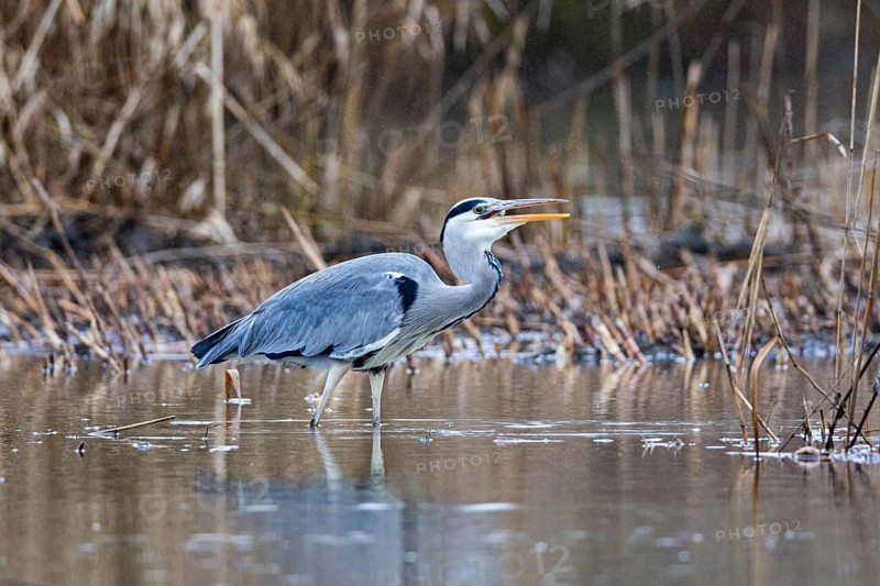 Grey heron (Ardea cinerea) Germany
