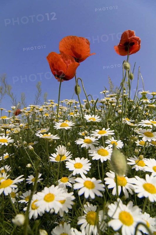 Flower, plant, poppy, corn poppy, (Papaver rhoeas), poppy flower, poppy flowers, corn rose, daisies, Lake Neusiedl, Austria, Lake Neusiedl, Seewinkel, Burgenland, Austria
